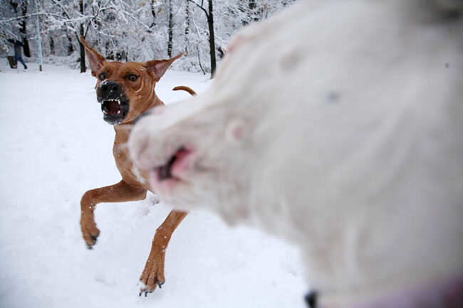 Rhodesian-Ridgeback-playing Rhodesian ridgebacks