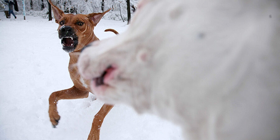 Rhodesian-Ridgeback-playing Rhodesian ridgebacks