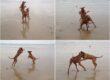 Rhodesian Ridgebacks in Dorset