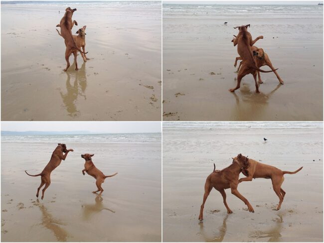 Rhodesian Ridgeback in Dorset_102 Rhodesian Ridgebacks in Dorset