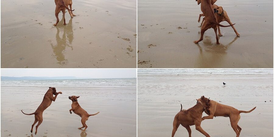 Rhodesian Ridgebacks in Dorset