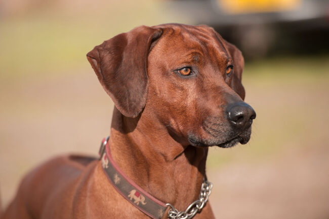 Rhodesian Ridgeback Sire Ridgeback puppies