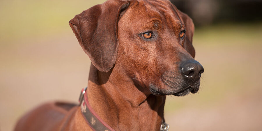 Rhodesian Ridgeback Sire Ridgeback puppies