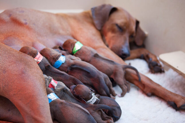 Litter of Ridgeback puppies