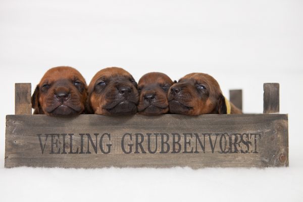 Rhodesian Ridgeback Puppies in London