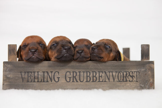 Rhodesian-ridgeback-puppies-03 Rhodesian Ridgeback Puppies in London