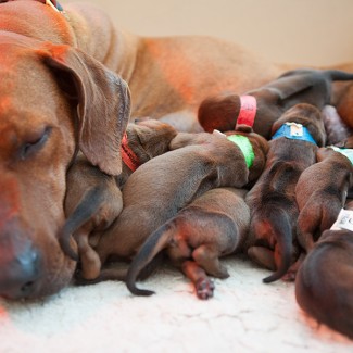 Rhodesian Ridgeback Puppies in Somerset