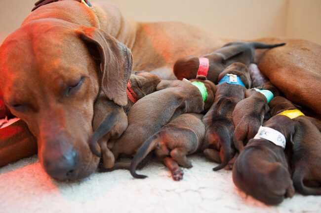 Ridgeback-puppies-1 Rhodesian Ridgeback Puppies in Somerset