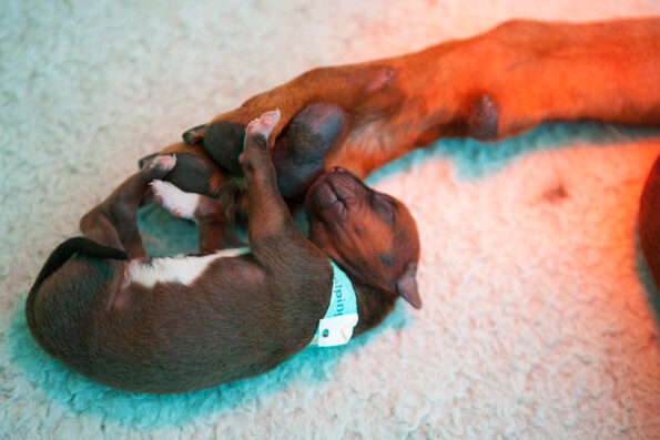 Rhodesian Ridgeback Puppies in Somerset