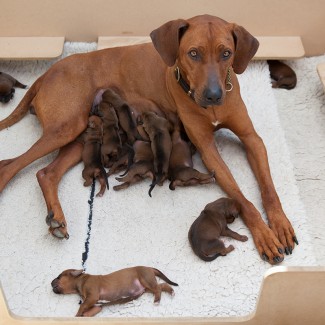 Rhodesian Ridgeback Puppies in Somerset
