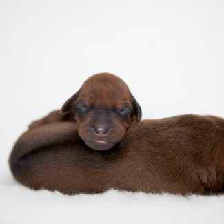 Rhodesian Ridgeback Puppies in Somerset