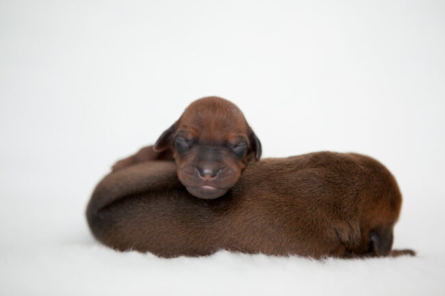 Ridgeback-puppies-5 Rhodesian Ridgeback Puppies in Somerset