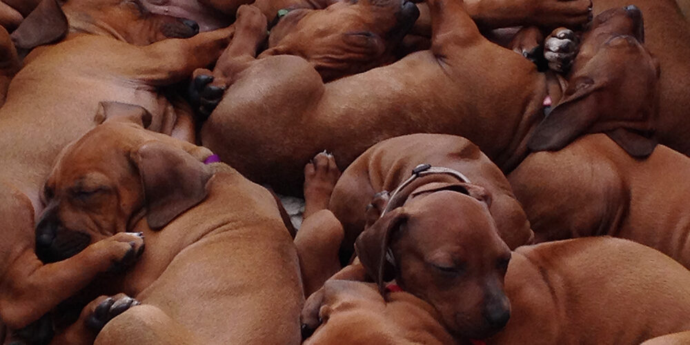 Ridgeback Puppies
