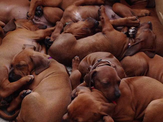 Ridgeback Puppies