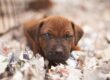 Dorset Rhodesian Ridgeback