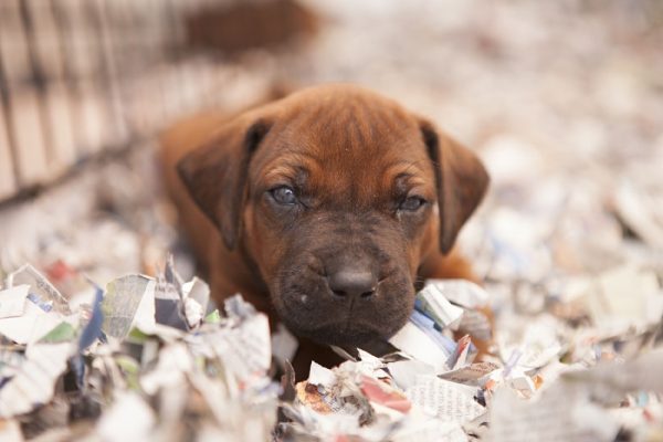 Dorset Rhodesian Ridgeback_0002 Dorset Rhodesian Ridgeback