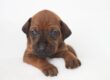 Ridgeback Puppies at 3 weeks old