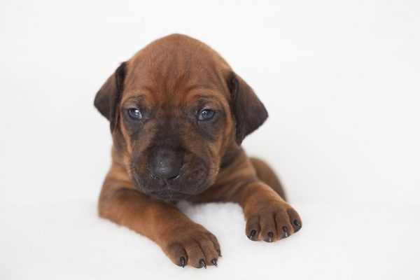 Ridgeback Puppies_0007 Ridgeback Puppies at 3 weeks old