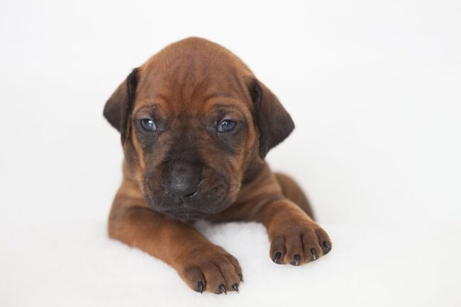 Ridgeback Puppies_0007 Ridgeback Puppies at 3 weeks old