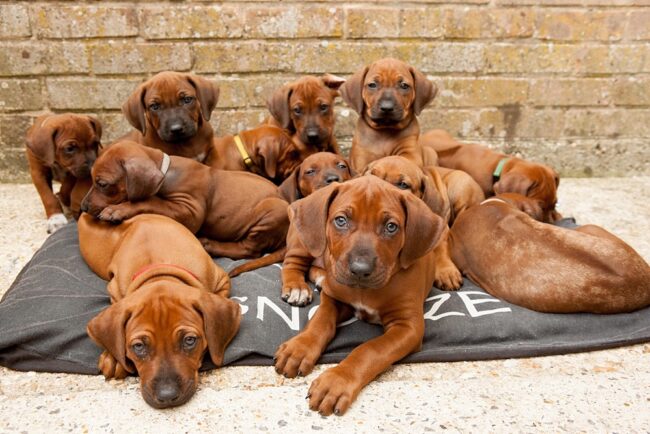 Ridgeback Pups Dorset_0001 Ridgeback Pups