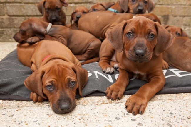 Ridgeback Pups