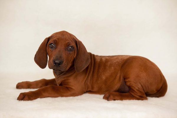 Ridgeback Puppy