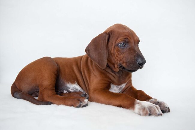 Rhodesian Ridgebacks Ridgeback Puppies