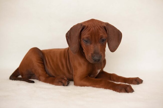 Rhodesian ridgeback Ridgeback Puppy