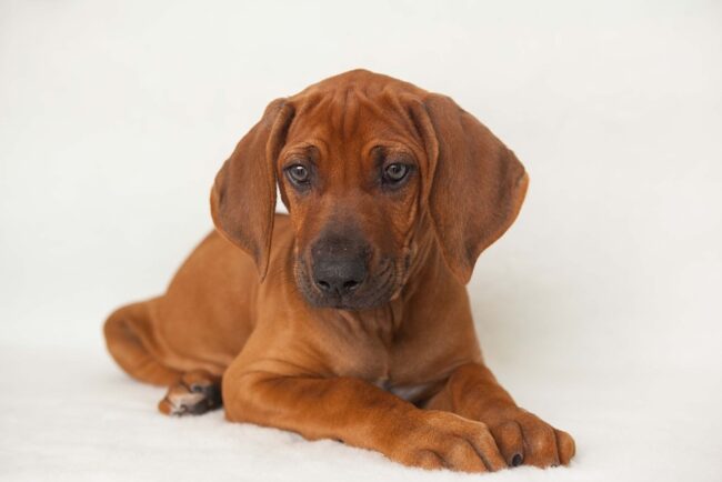 Rhodesian Ridgeback Pups