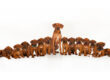 Rhodesian Ridgeback Puppies
