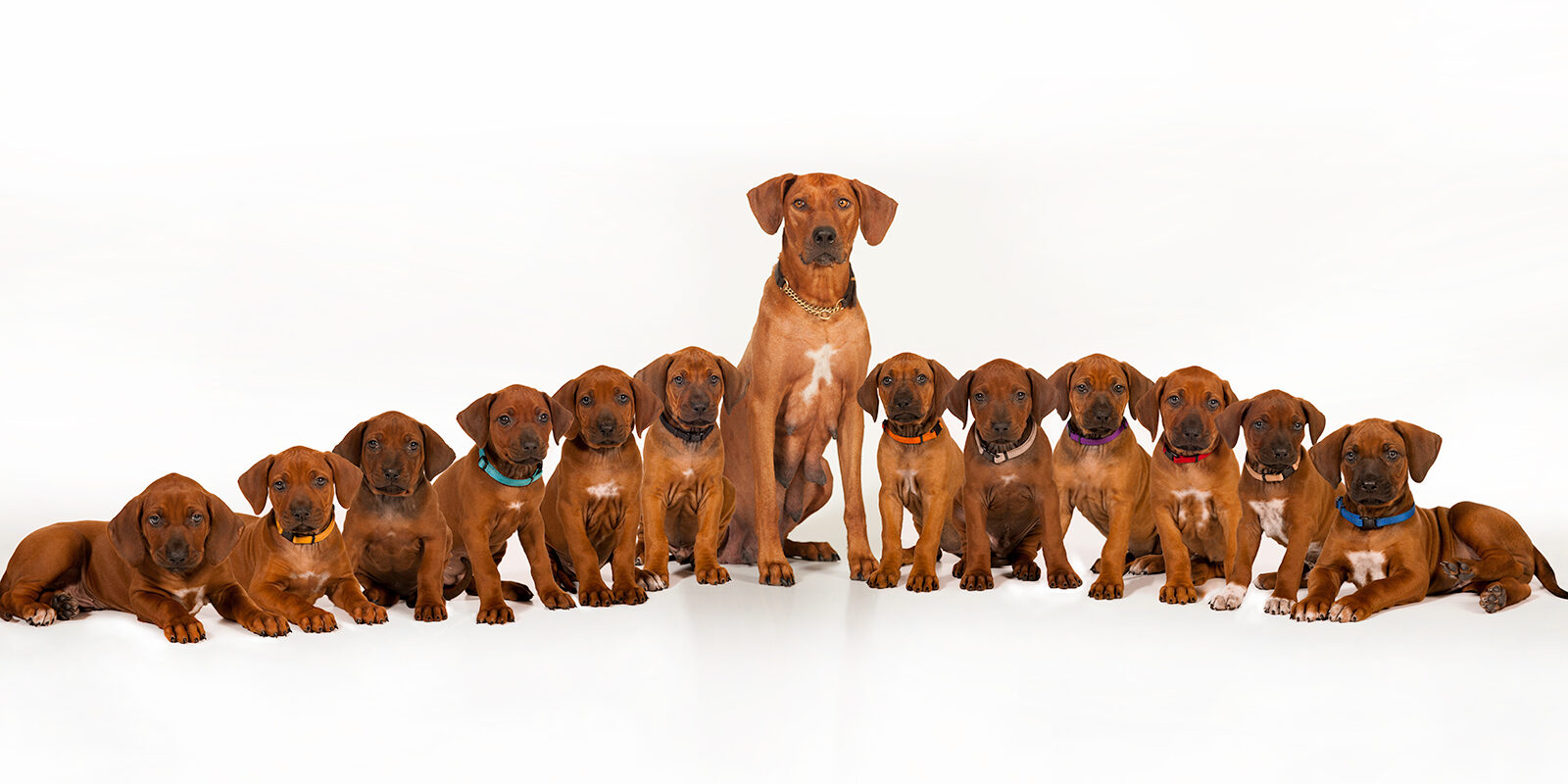 Rhodesian-Ridgeback-Puppies Rhodesian Ridgeback Puppies
