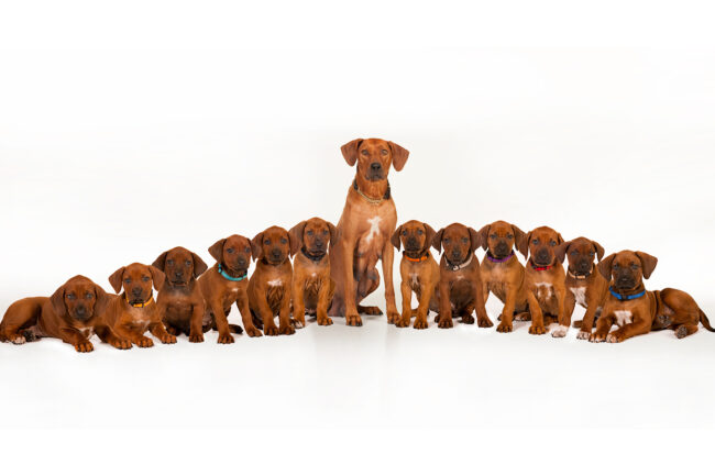 Rhodesian-Ridgeback-Puppies Rhodesian Ridgeback Puppies