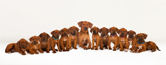 12 Rhodesian Ridgeback Puppies