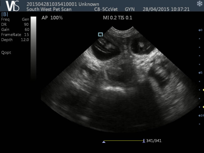 Puppy Scans 1 Ridgeback Puppies