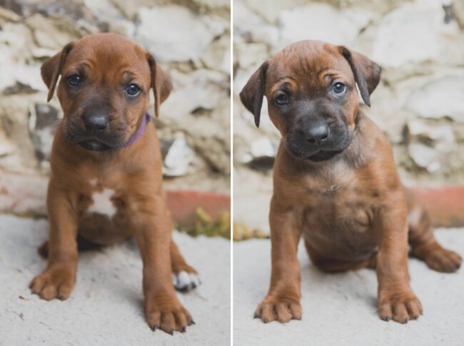 Ridgeless Ridgebacks Ridgeless Girl pups