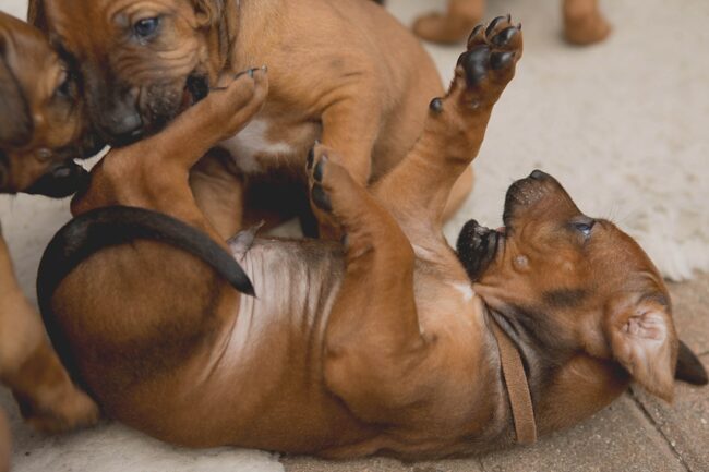 Rhodesian Ridgeback Puppies -_0001 Ridgeback Puppies in Dorset