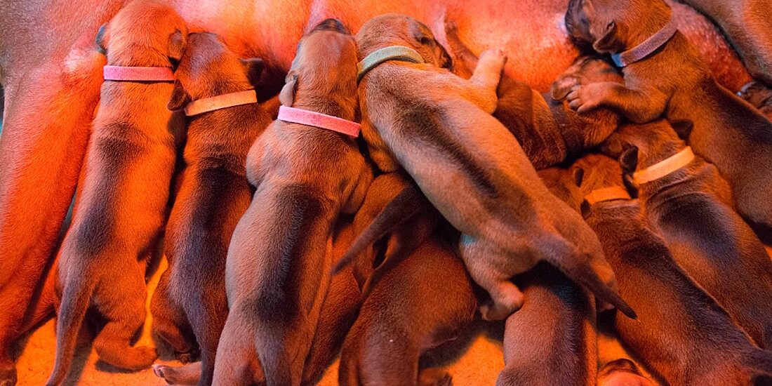 Ridgeback Puppies
