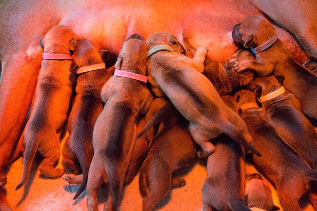 Ridgeback Puppies