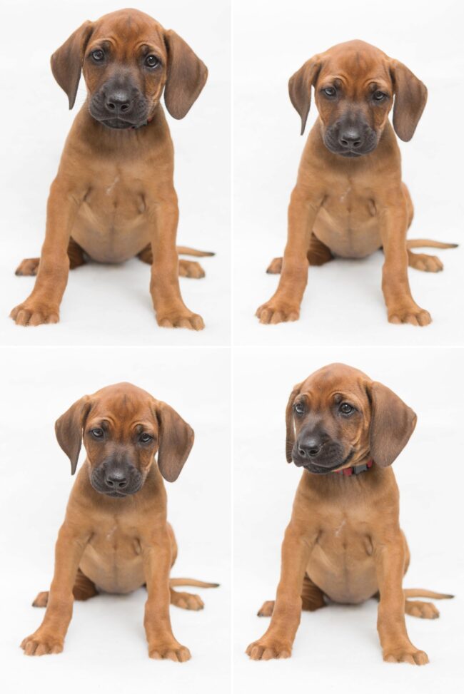 Rhodesian ridgeback girl