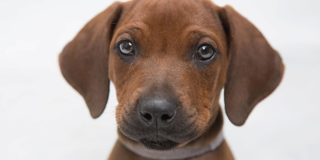 Rhodesian ridgeback dog -_0003 Rhodesian Ridgeback Puppy