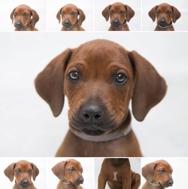 Rhodesian ridgeback dog -_0003 Rhodesian Ridgeback Puppy