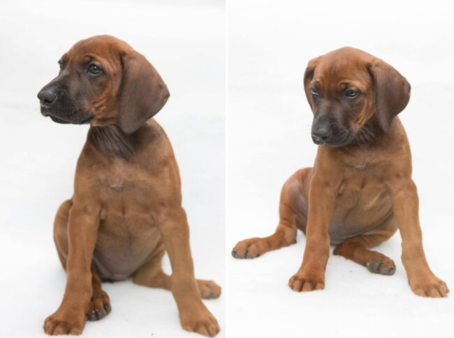 Ridgeless ridgeback -_0001 Rhodesian Ridgeback