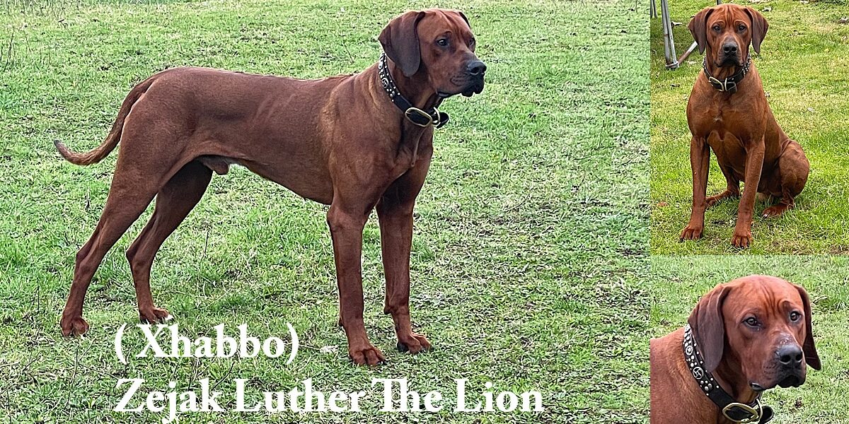 Xhabbo - Stud Ridgeback