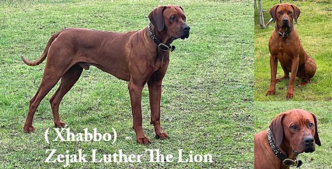 Xhabbo Litter_0001 Xhabbo - Stud Ridgeback