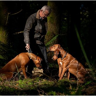 Rhodesian Ridgebacks in woodland setting