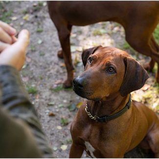 Rhodesian Ridgebacks in woodland setting