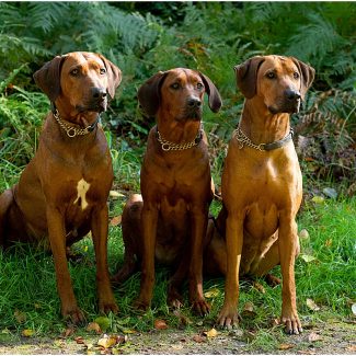 Rhodesian Ridgebacks in woodland setting