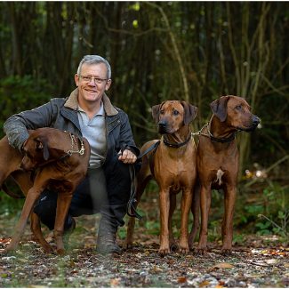Rhodesian Ridgebacks in woodland setting