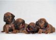 Bunch of ridgeback puppies