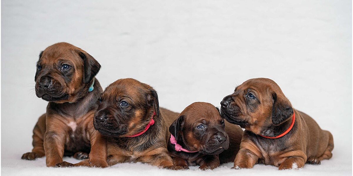 Bunch of ridgeback puppies